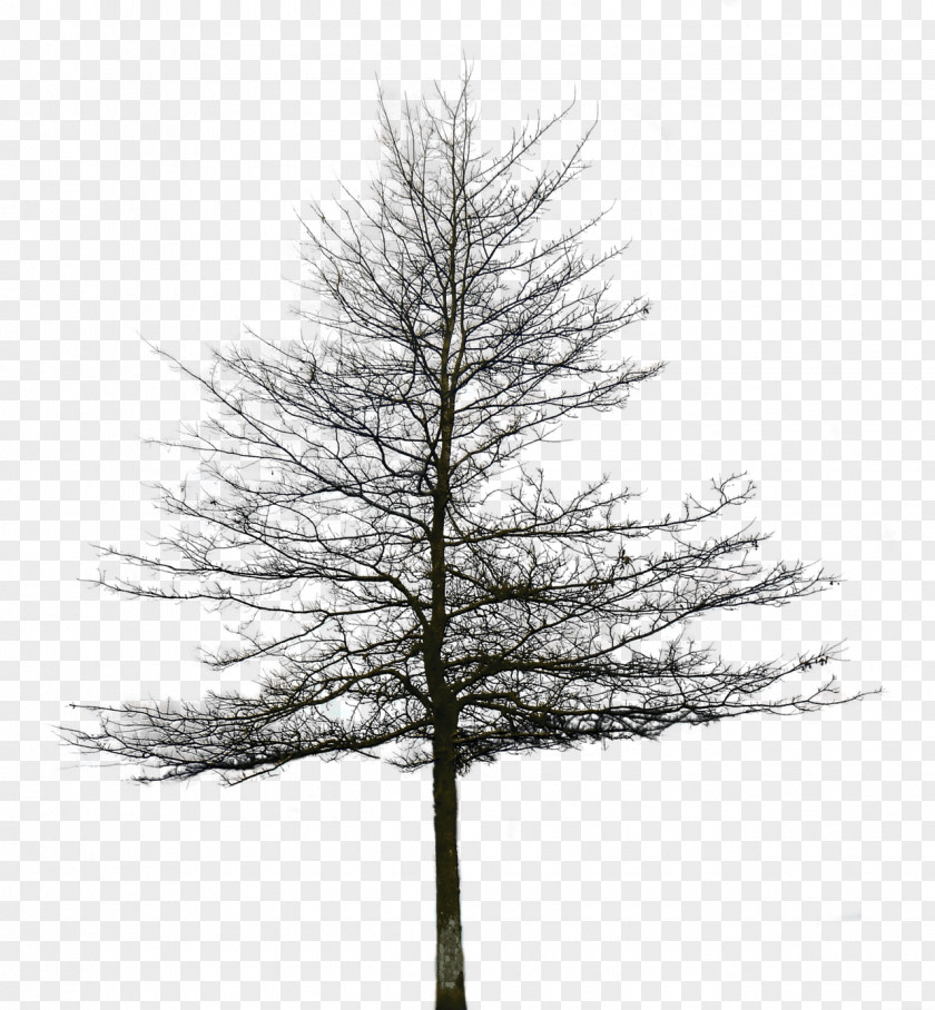 Tree Spruce Fir Pine PNG