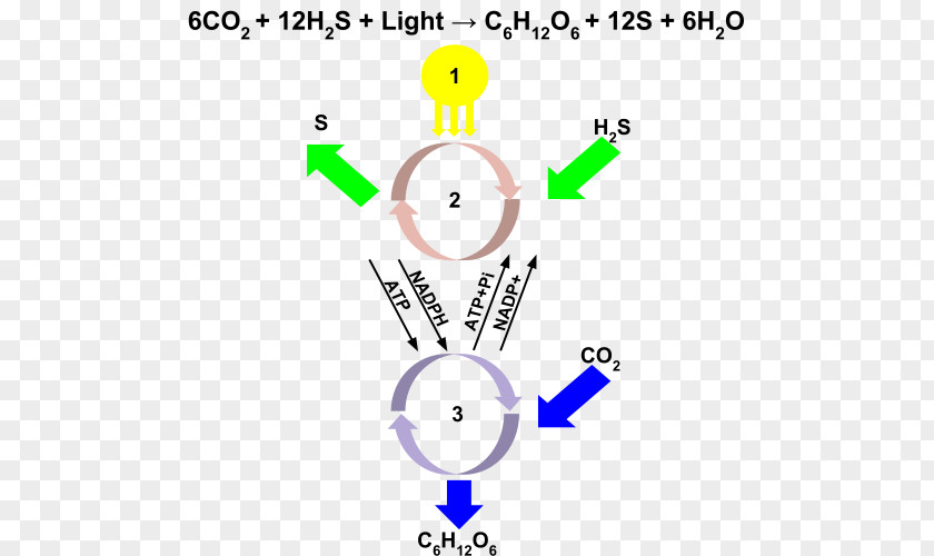 Anoxygenic Photosynthesis Chlorobium Purple Sulfur Bacteria Aerobic Phototrophic PNG