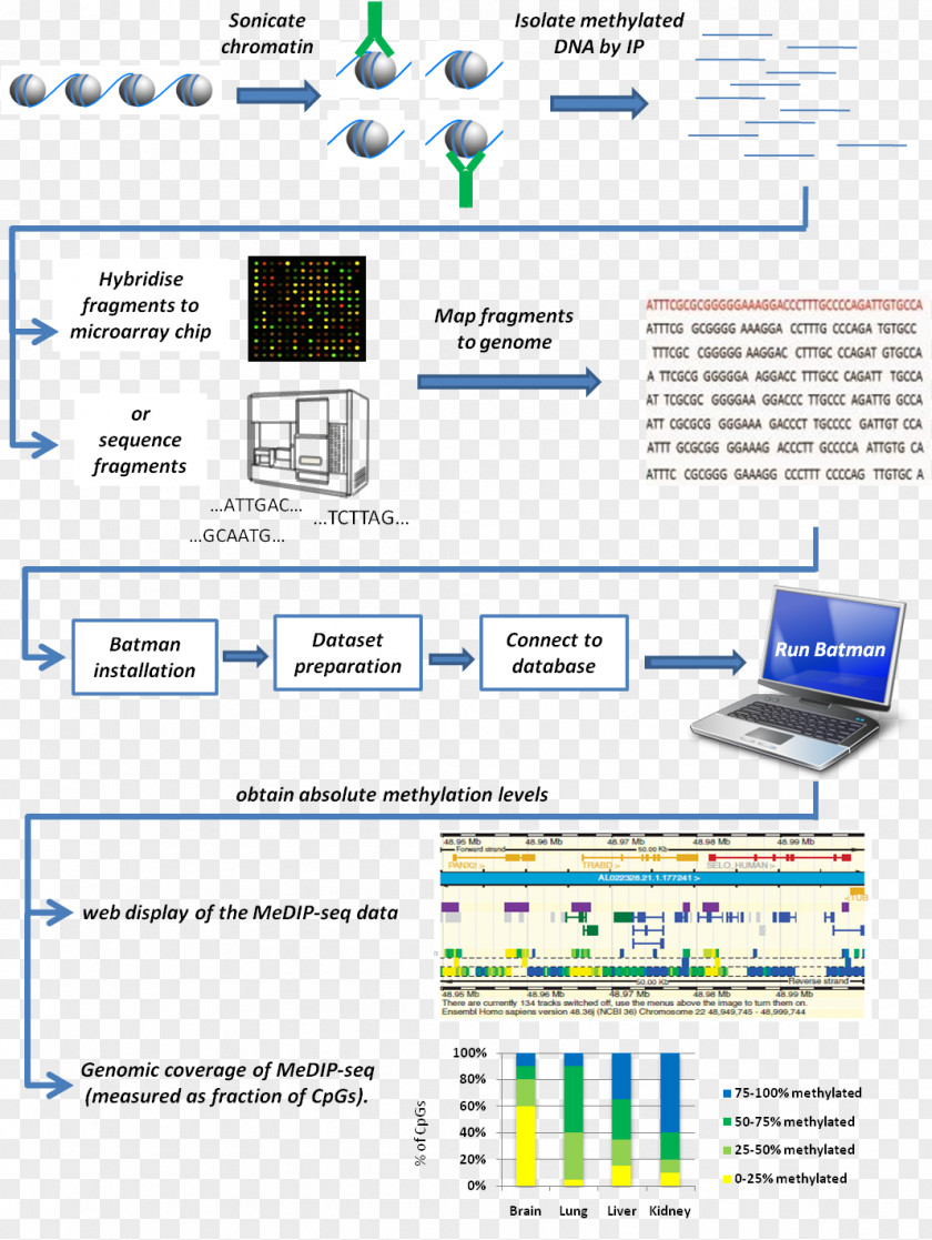 Bayesian Tool For Methylation Analysis DNA Methylated Immunoprecipitation Research PNG