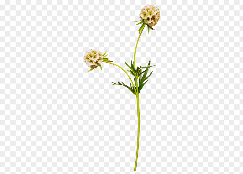 Flower Flowering Plant Stem PNG