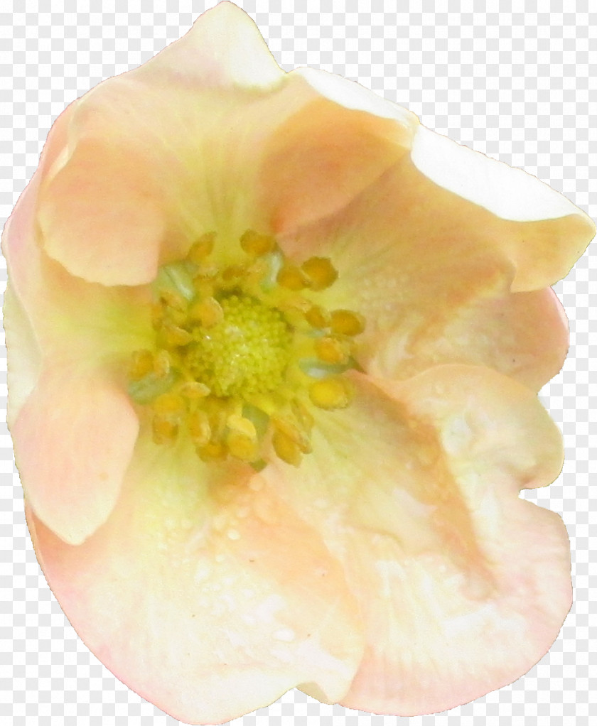 Flower Rosaceae Petal Yellow Peach PNG