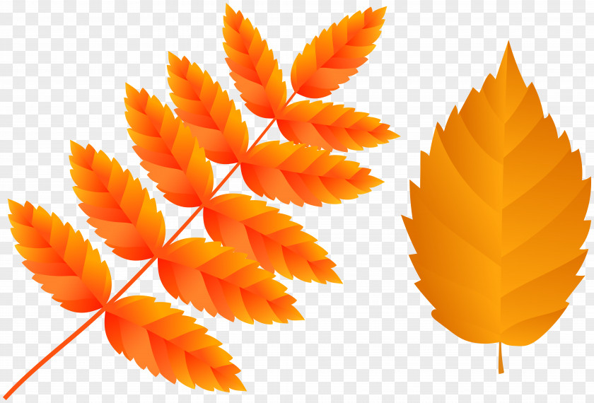 Multiple Graphic Image Clip Art Autumn Leaf PNG