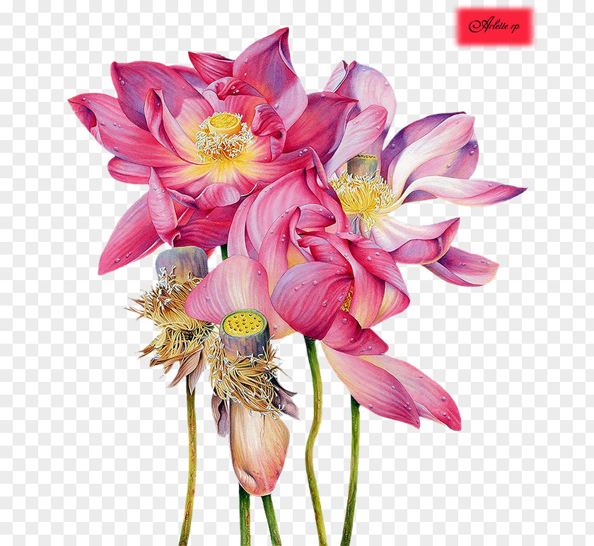 Painting Sacred Lotus Watercolor Artist Illustrator PNG