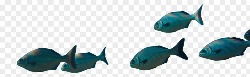 Sea Bream Plastic Technology PNG