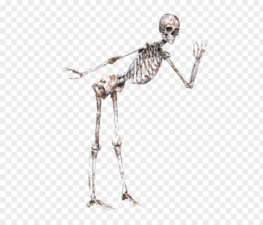 Skeleton Skull Bone Joint PNG