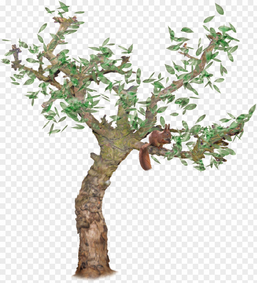 Squirrel Tree Sciurini PNG