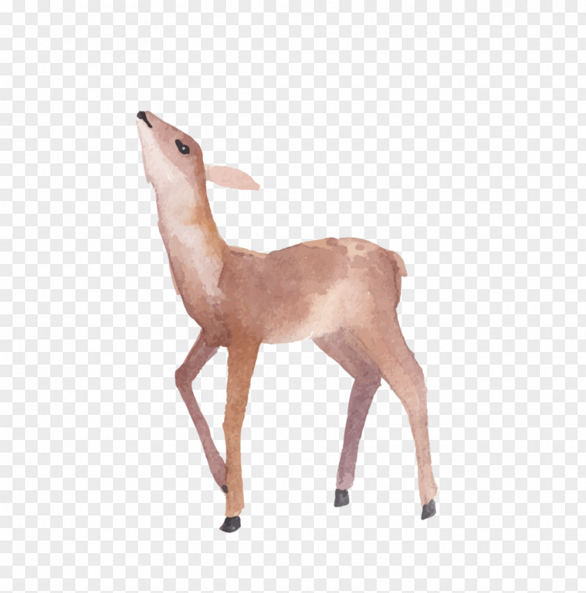 Deer Watercolor Painting PNG