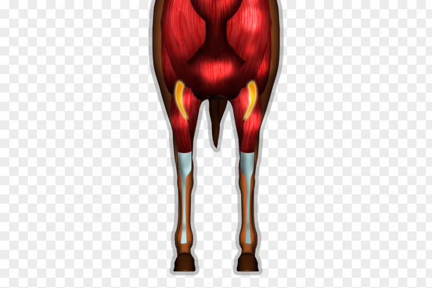 Design Shoulder Knee PNG