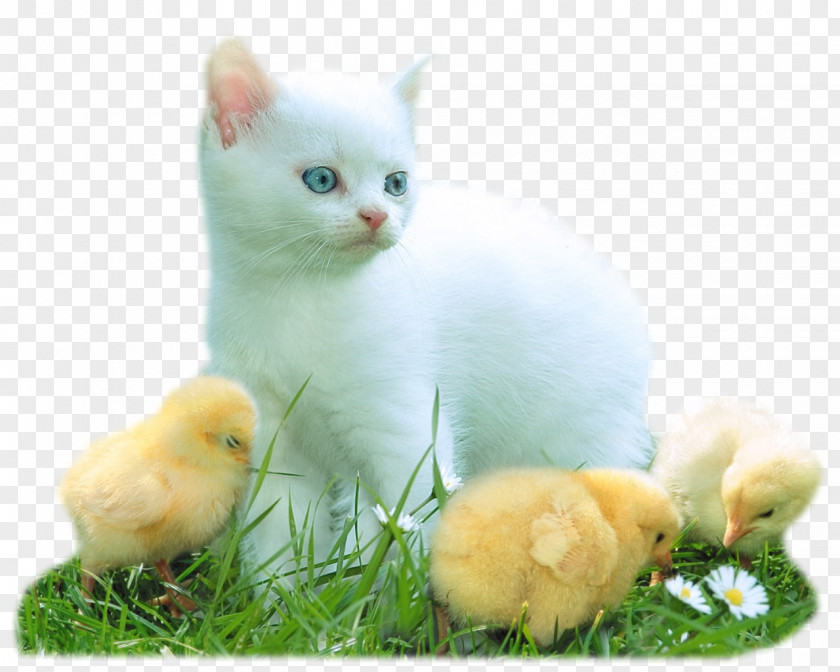 Fleur-de-lys Desktop Wallpaper Kitten Download Cat PNG