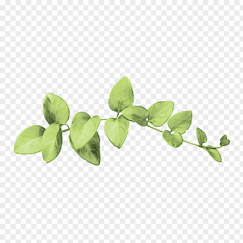 Hypericum Moringa Leaf Branch PNG