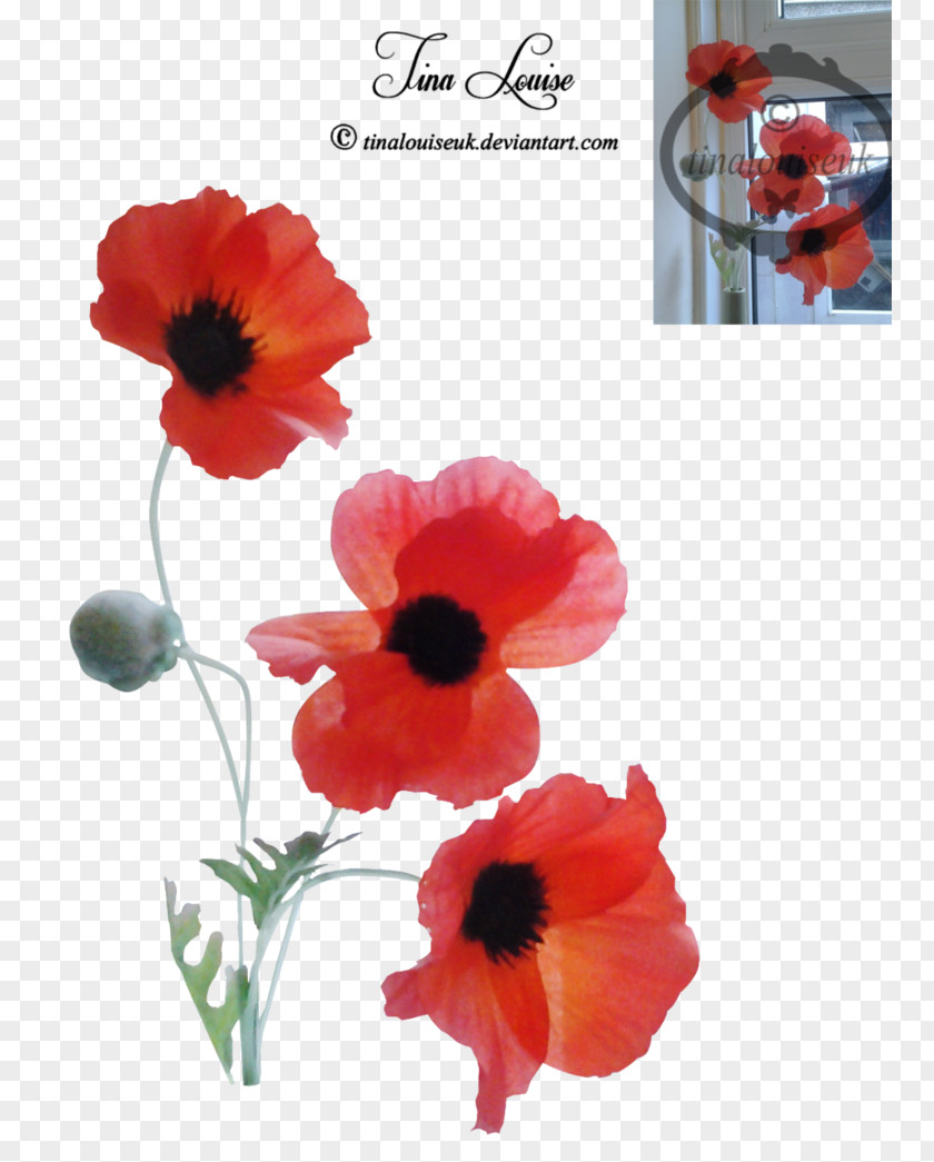 Poppies Petal PNG