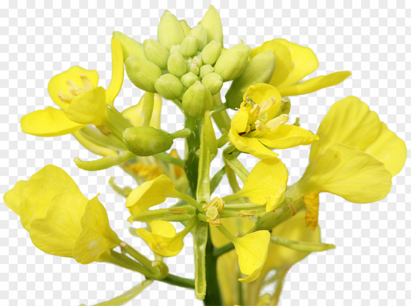 Mustard Plant Rapeseed Brassica Rapa Juncea PNG