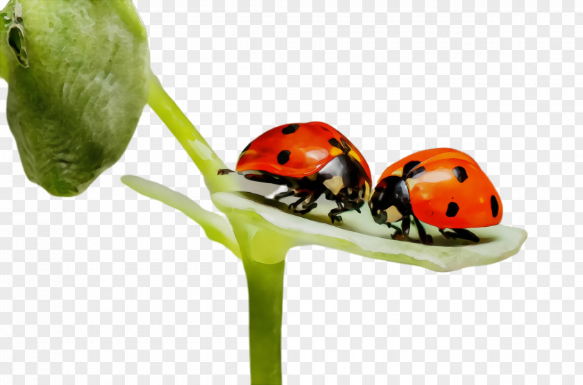 Plant Leaf Ladybug PNG