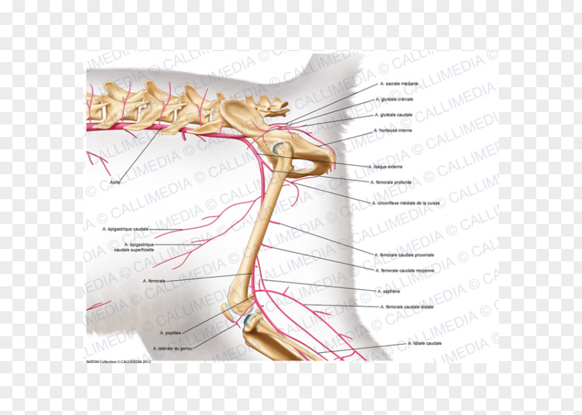 Popliteal Artery Nerve Nervous System Muscle Anatomy Muscular PNG