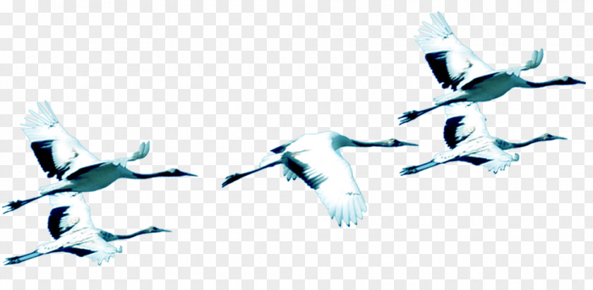White Crane Siberian Bird Chemical Element PNG