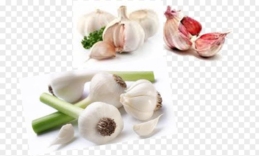 Agriculture Garlic Vegetable Tursu Food Shallot PNG