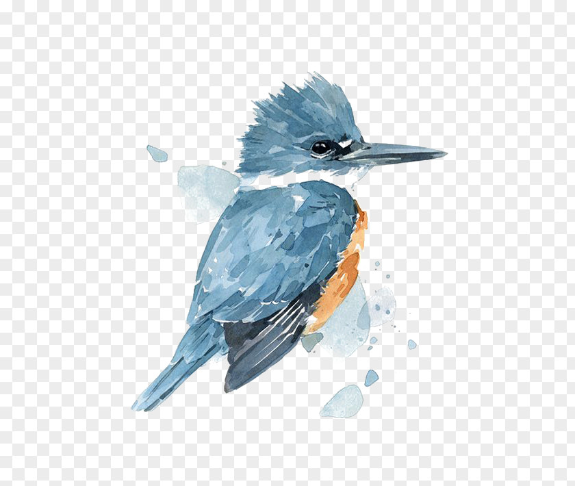 Blue Birds Watercolor Painting Belted Kingfisher Drawing PNG