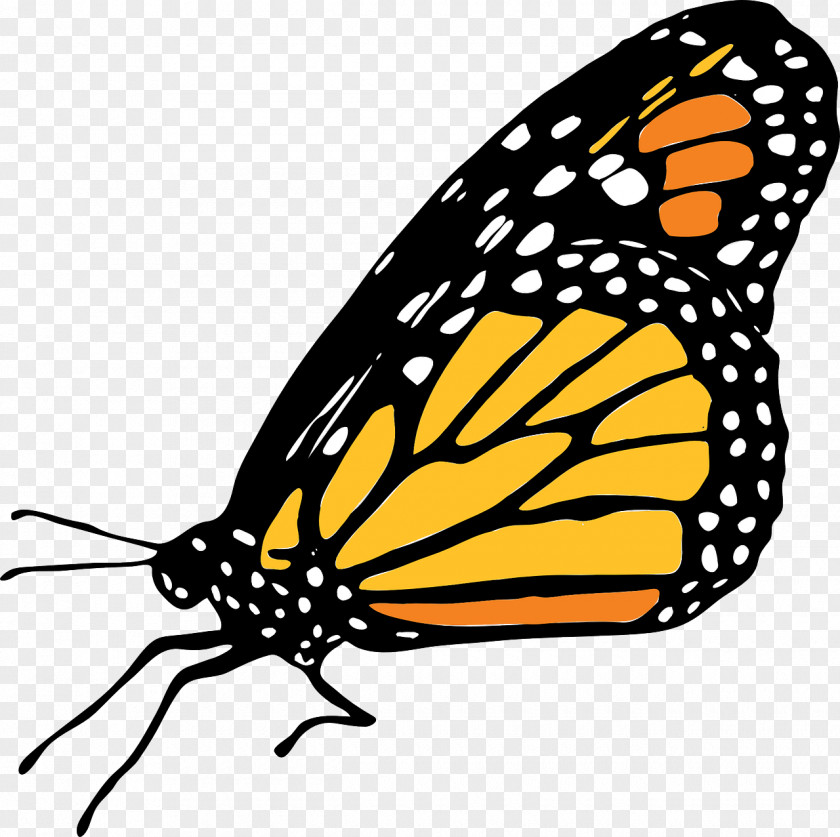 Butterfly Monarch Clip Art PNG