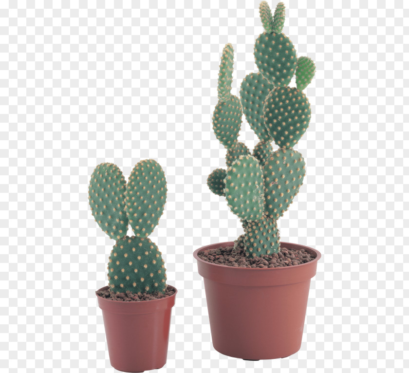 Cactus Flowers Image Clip Art PNG