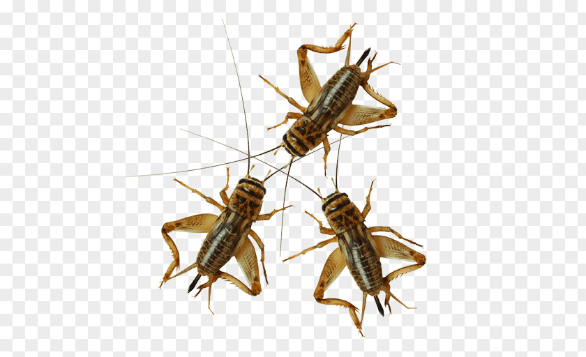 Cockroach Mosquito Pest Control Termite PNG