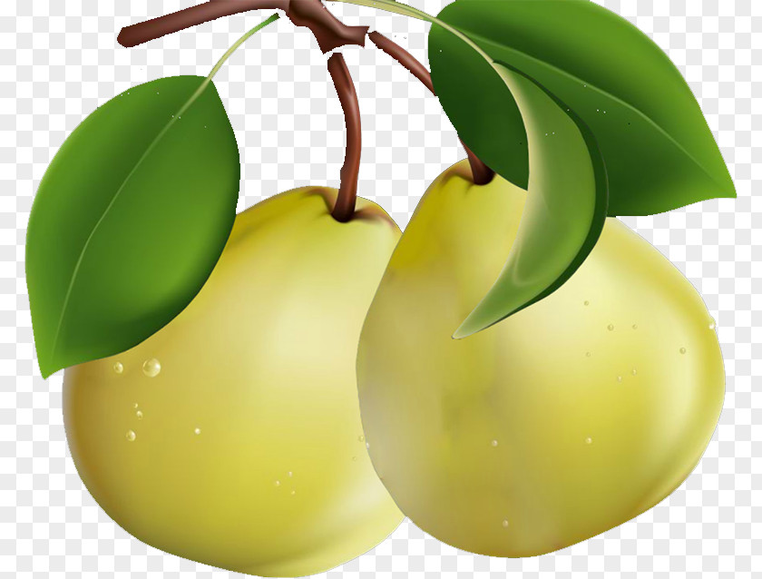 Pear Clip Art PNG