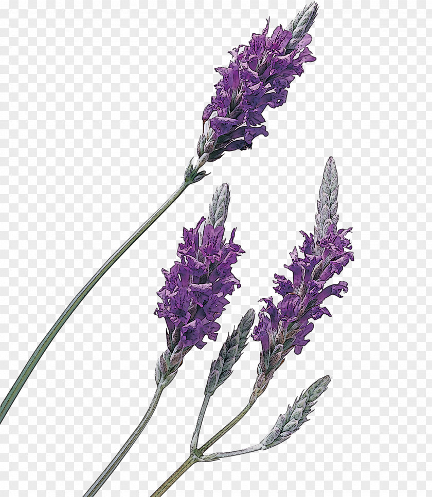 Perennial Plant French Lavender PNG