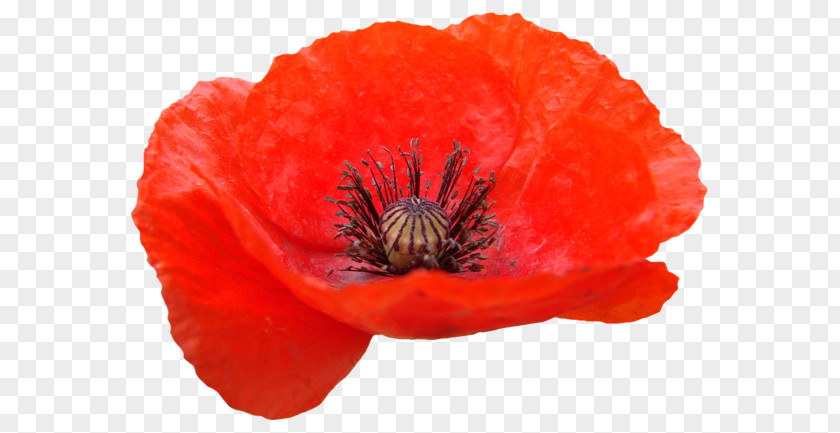 мак Remembrance Poppy Common Clip Art PNG