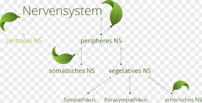Bein Autonomic Nervous System Somatic Central Muscular PNG