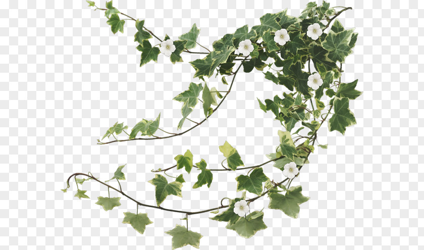 Grape Leaves Ivy Family Tree Background PNG