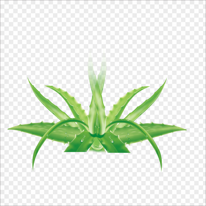 Aloe Vera Formaldehyde Leaf Facial Chlorophytum Comosum PNG