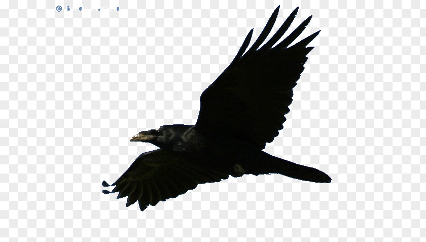 American Crow Rook Common Raven Bald Eagle PNG