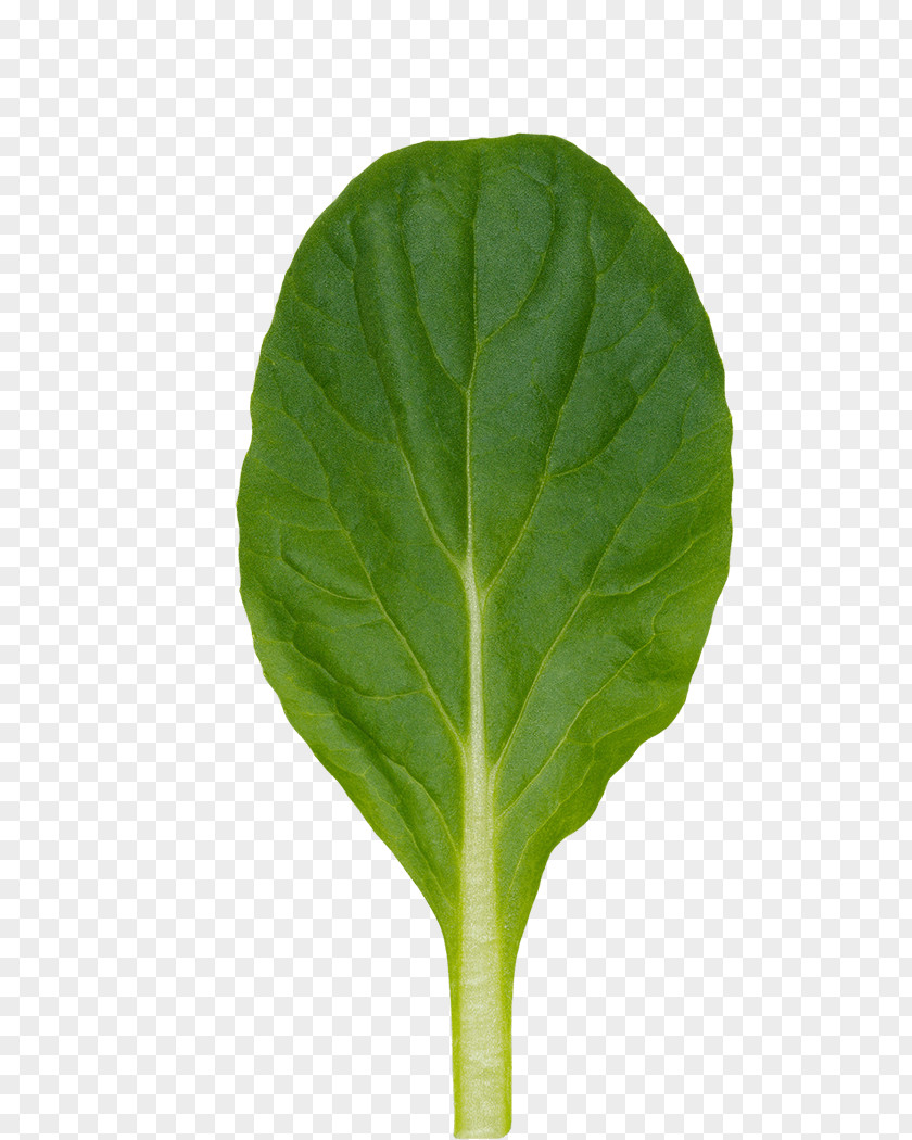 Mushy Peas Chard Spring Greens Tatsoi Leaf PNG