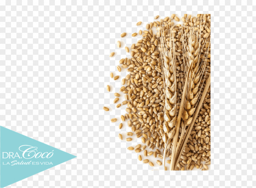 Trigo Breakfast Cereal Oat Organization Emmer PNG