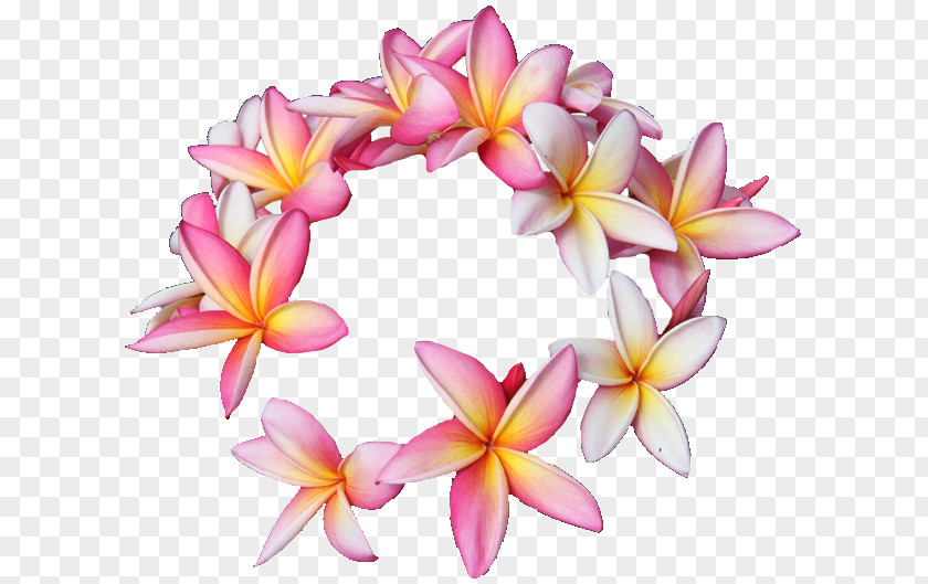 Tropical Flower Hawaii Plumeria Rubra Cut Flowers Floral Design PNG