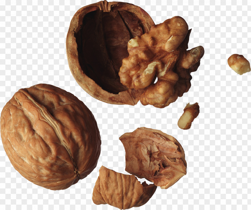 Walnut Nucule English Peanut PNG