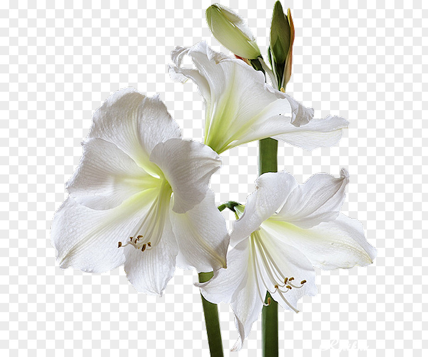 White Lily Condolences God Sympathy Grief Death PNG