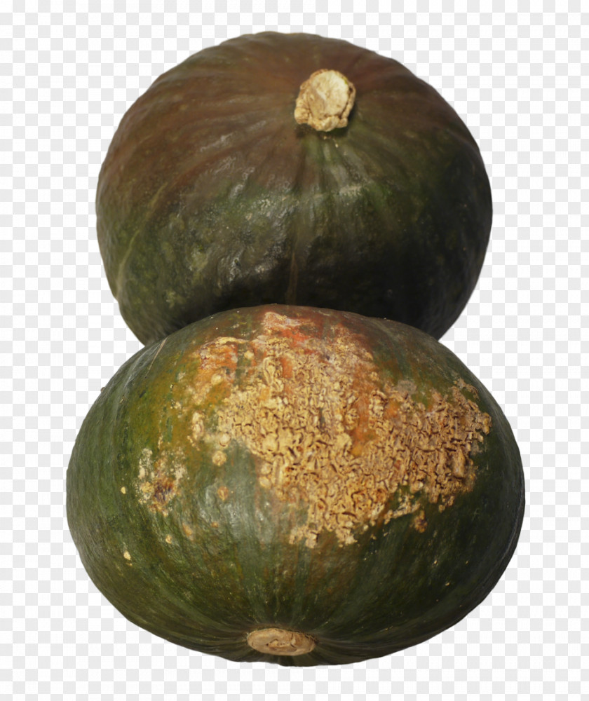 Acorn Squash Cucurbita Watermelon Gourd Winter PNG