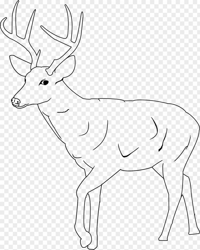 Deer White-tailed Elk Coloring Book Mule PNG