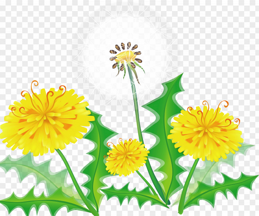 Flower Yellow Dandelion Plant PNG