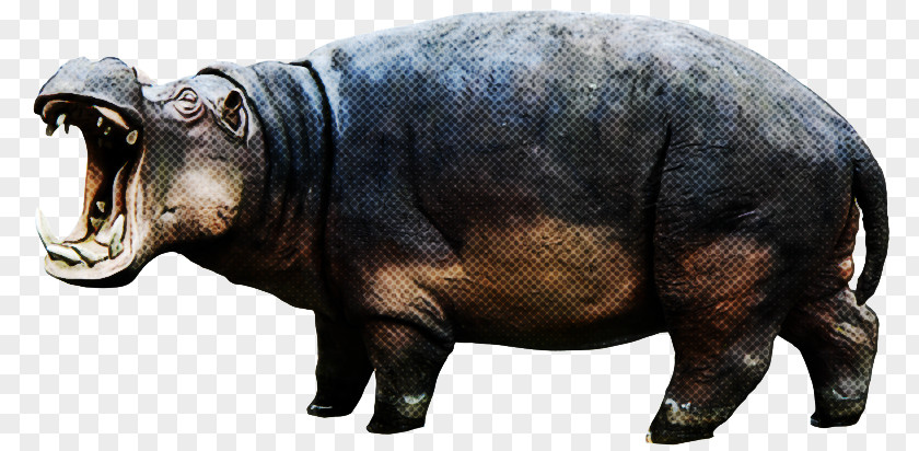 Rhinoceros Blog Snout Number PNG