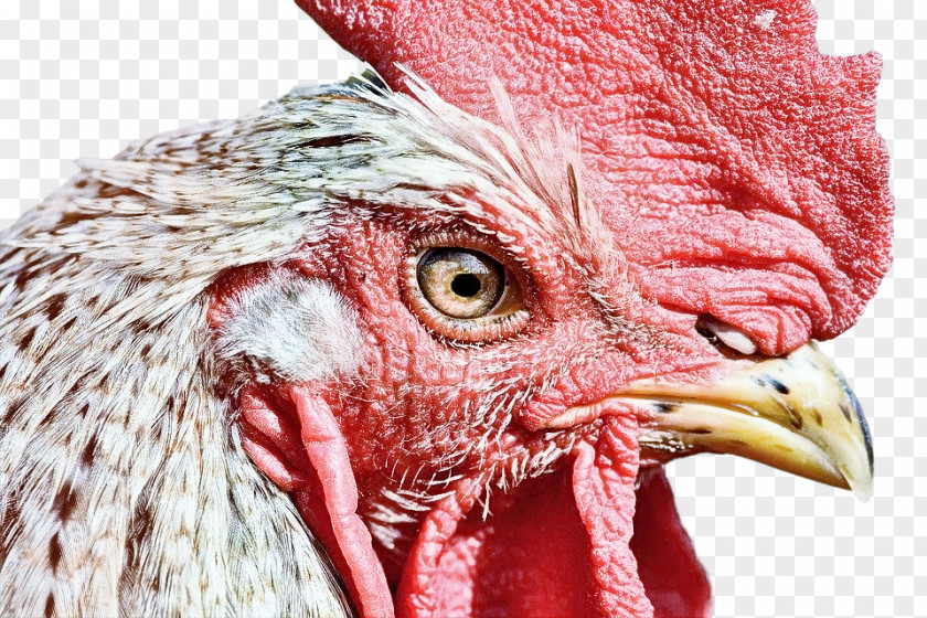 Bird Chicken Beak Rooster Close-up PNG