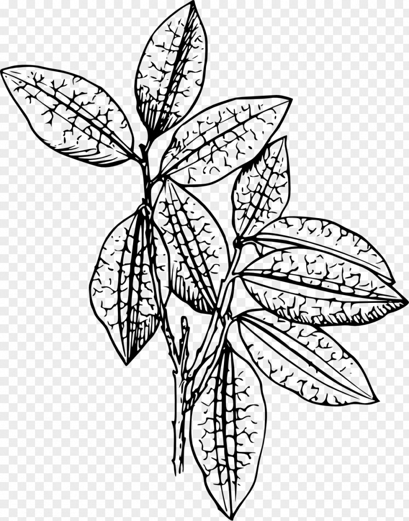 Plant Segmentation Line Clip Art PNG