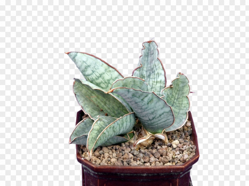 Sansevieria Kirkii Succulent Plant Houseplant Rhizome PNG