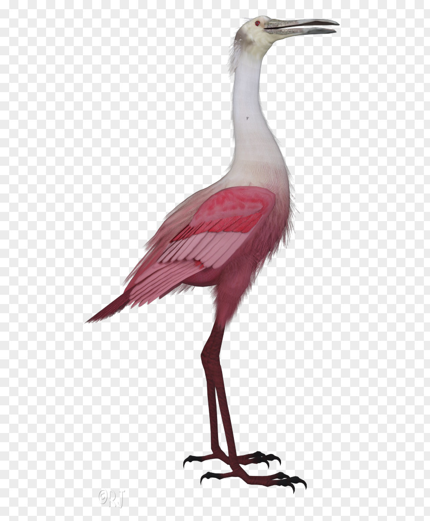 Tail Wildlife Crane Bird PNG