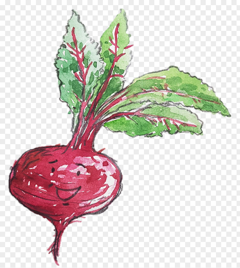 Beetroot Chard Flower Radish Leaf PNG