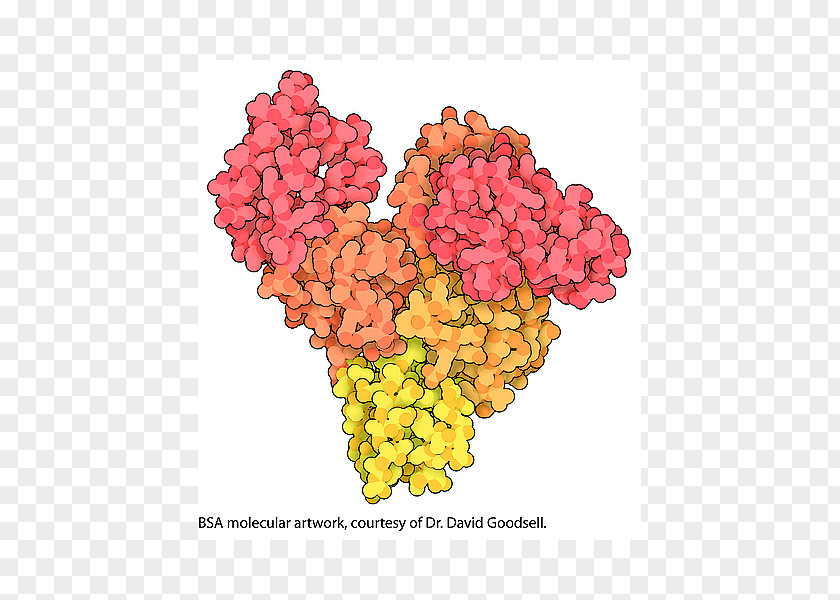 Bovine Serum Albumin Total Protein Globulin PNG