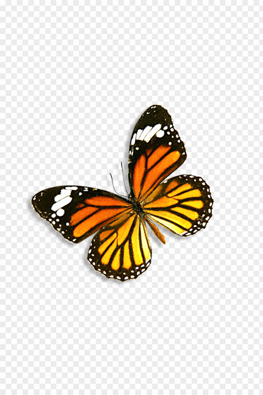 Butterfly Monarch Danaus Genutia PNG