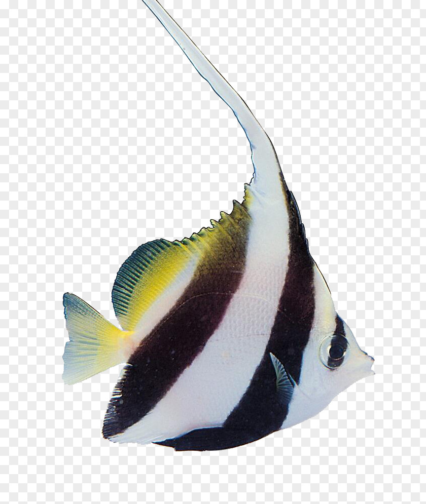 Colorful Fish Tropical Carassius Auratus Aquatic Plants PNG