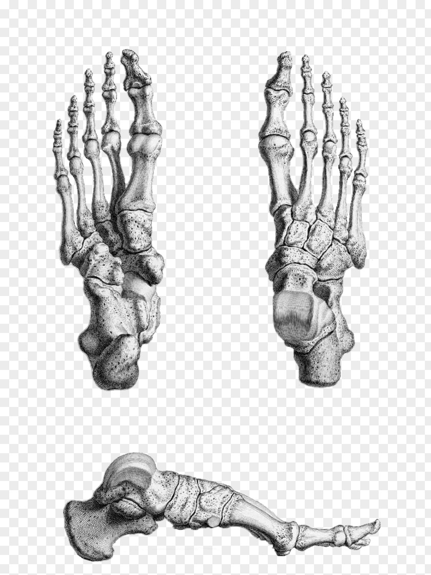 Feet Gray's Anatomy Foot Bone Human Skeleton PNG