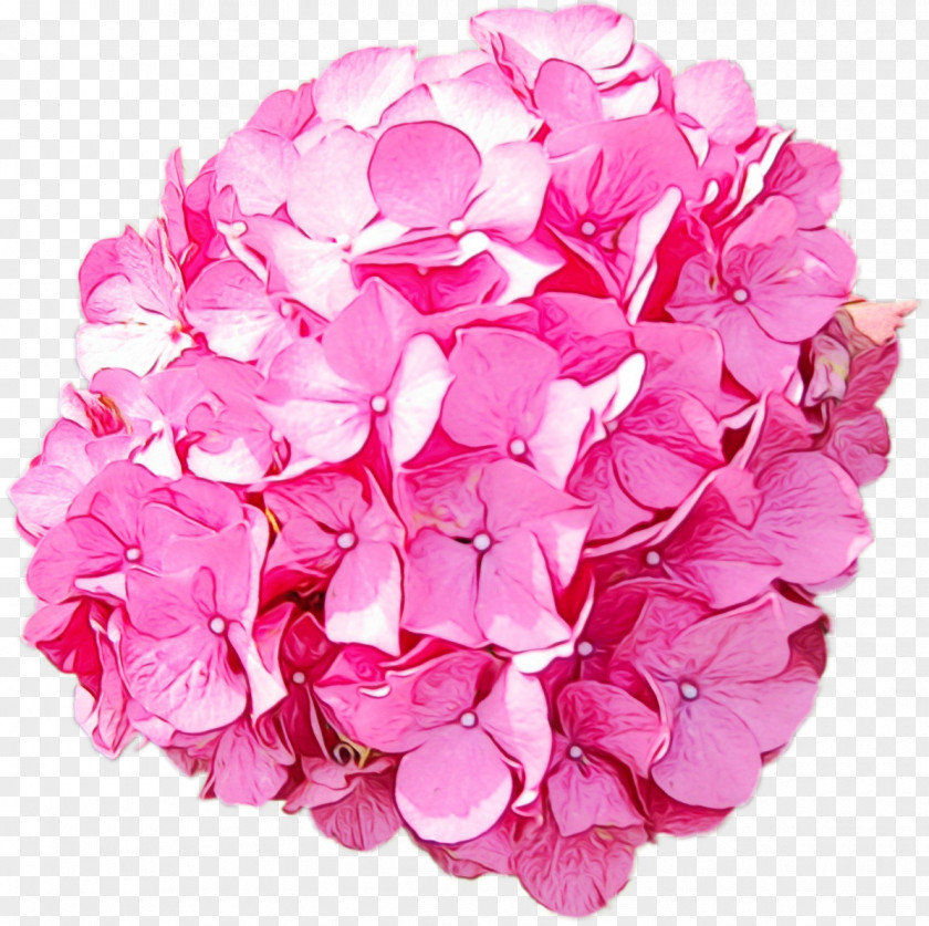 Hydrangea Cut Flowers Petal Pink M Flower PNG